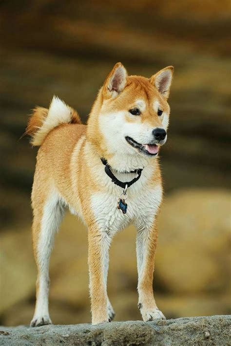 shiba inu photography|1000+ Shiba Inu Pictures 